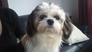 honden trimmen