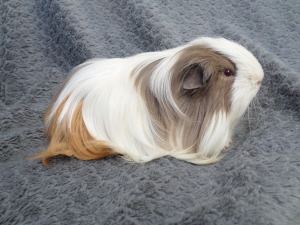 Caviastal Twilight