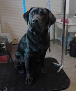 labrador gewassen en geblazen